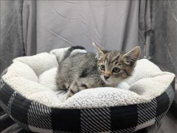 Domestic Short Hair Cats Available for Adoption in Grovetown, Georgia - A121185 | PetCurious
