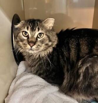 Domestic Medium Hair Cats Available for Adoption in Arlington, Washington - Marley | PetCurious