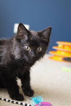 Bing -  Domestic Medium Hair Cat for Adoption in Chicago, Illinois - Bing | PetCurious