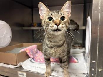 PUMA THURMAN -  Domestic Short Hair Cat for Adoption in Fort Wayne, Indiana - PUMA THURMAN | PetCurious