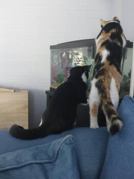 Autumn & Coal -  Domestic Short Hair Cat for Adoption in Brantford, Ontario - Autumn & Coal | PetCurious