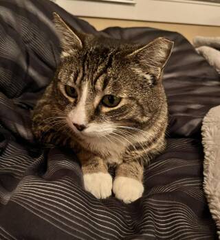 Tabby and Domestic Short Hair Cats Available for Adoption in San Jose, California - Mr. Bagel | PetCurious