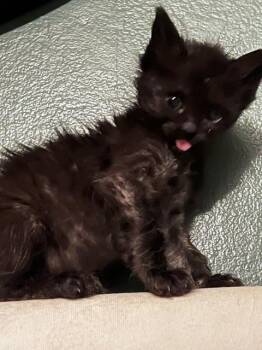 AMP -  Domestic Long Hair Cat for Adoption in Colorado Springs, Colorado - AMP | PetCurious