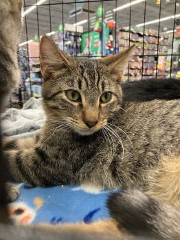 Rescue Domestic Short Hair Cats for Adoption in Land O