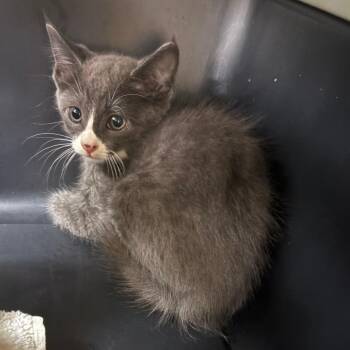 Spunk 052010U -  Domestic Short Hair Cat for Adoption in Tupelo, Mississippi - Spunk 052010U | PetCurious