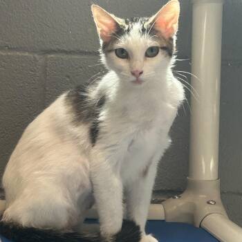 Ruby -  Calico Cat for Adoption in Gainesville, Texas - Ruby | PetCurious