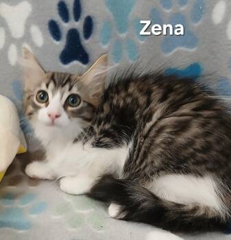 Sara & Zena BONDED -  Maine Coon and Domestic Long Hair Cat for Adoption in Boca Raton, Florida - Sara & Zena BONDED | PetCurious