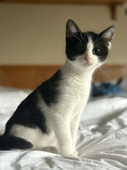 Rescue Domestic Short Hair Cats for Adoption in Minneapolis, Minnesota - Maven | PetCurious