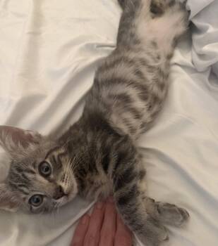 Percy -  Tabby Cat for Adoption in West Palm Beach, Florida - Percy | PetCurious