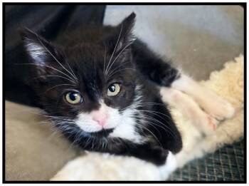 Pixie -  Domestic Short Hair Cat for Adoption in Silver Spring, Maryland - Pixie | PetCurious