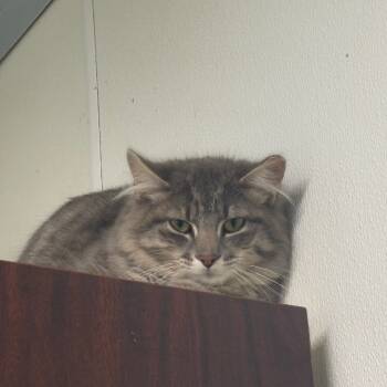 Rescue Domestic Long Hair Cats for Adoption in Garfield, Arkansas - Fletcher | PetCurious