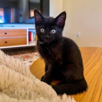 Domestic Short Hair Cats Available for Adoption - Gerald | PetCurious