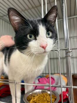 Domestic Short Hair Cats Available for Adoption in Rock Springs, Wyoming - Lewis | PetCurious