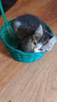 Marta (26-097 C) -  Domestic Short Hair and Tabby Cat for Adoption in Lansing, Michigan - Marta (26-097 C) | PetCurious