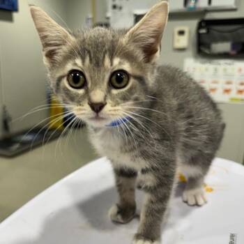 Domestic Short Hair Cats Available for Adoption in Tampa, Florida - Jill | PetCurious