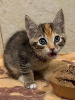 Goldie -  Domestic Short Hair Cat for Adoption in Honolulu, Hawaii - Goldie | PetCurious