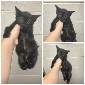 Isaiah -  Domestic Short Hair Cat for Adoption in Dublin, Virginia - Isaiah | PetCurious