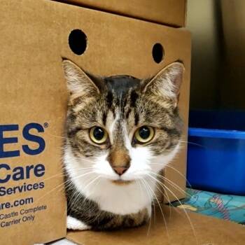 Red Robin -  Domestic Short Hair Cat for Adoption - Red Robin | PetCurious