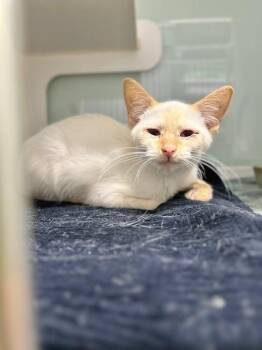 Mr. Marshmallow -  Domestic Short Hair and Siamese Cat for Adoption in Muskegon, Michigan - Mr. Marshmallow | PetCurious