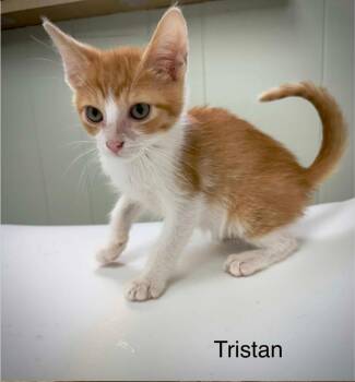 Tristan -  Domestic Short Hair Cat for Adoption - Tristan | PetCurious