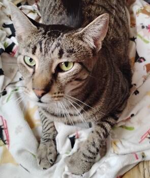 Barnaby -  Domestic Short Hair Cat for Adoption in Woodland, California - Barnaby | PetCurious