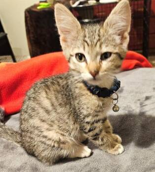 Domestic Short Hair Cats Available for Adoption in Oklahoma City, Oklahoma - DOC | PetCurious