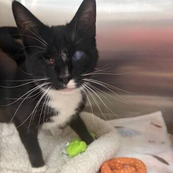 Stella -  Domestic Short Hair Cat for Adoption in Buffalo, New York - Stella | PetCurious