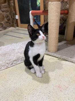 Domestic Short Hair Cats Available for Adoption - Emmy Lou | PetCurious