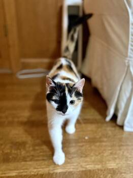 Este -  Domestic Short Hair Cat for Adoption in Kinston, North Carolina - Este | PetCurious