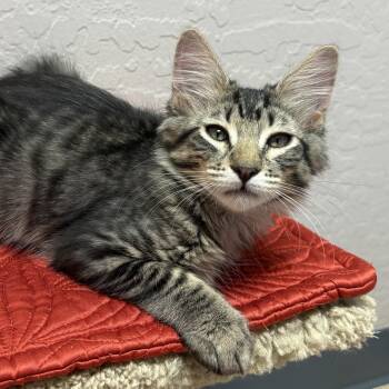 Lil Spoon -  Domestic Medium Hair Cat for Adoption in Fountain Hills, Arizona - Lil Spoon | PetCurious