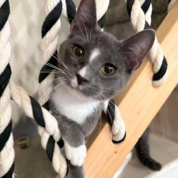 Oreo Grey -  Domestic Short Hair Cat Available for Adoption in New Braunfels, Texas - Oreo Grey | PetCurious