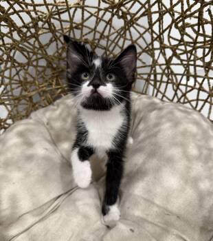 Zella -  Domestic Short Hair Cat for Adoption in Chicago, Illinois - Zella | PetCurious