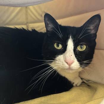 Little Bit -  Domestic Short Hair Cat Available for Adoption in Eatontown, New Jersey - Little Bit | PetCurious