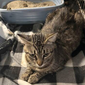 Bertram C46027 -  Domestic Short Hair Cat for Adoption in Corsicana, Texas - Bertram C46027 | PetCurious