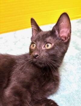 Rescue Domestic Short Hair Cats for Adoption in Hawk Point, Missouri - Hollywood Squares | PetCurious