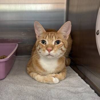 Marlin -  Domestic Short Hair Cat for Adoption in Port Charlotte, Florida - Marlin | PetCurious