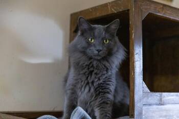 Rescue Maine Coon Cats for Adoption in Chicago, Illinois - Babalu | PetCurious