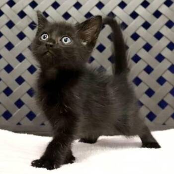 Pike -  Domestic Medium Hair Cat for Adoption in Midland, Texas - Pike | PetCurious