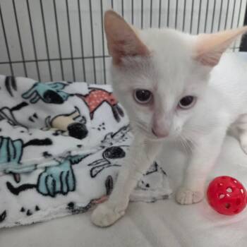 Indira -  Siamese Cat for Adoption in Lakeland, Florida - Indira | PetCurious
