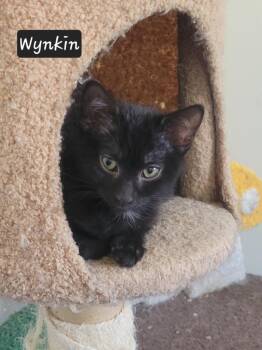 Domestic Short Hair Cats Available for Adoption in Ogden, Utah - Wynkin | PetCurious