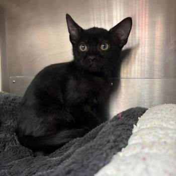 Nico -  Domestic Short Hair Cat for Adoption in Corpus Christi, Texas - Nico | PetCurious