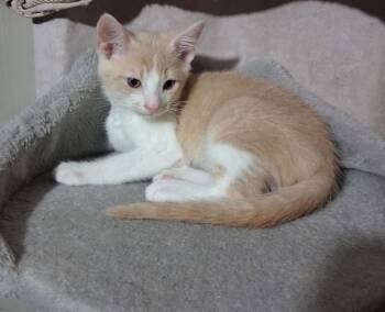 Peaches -  Domestic Short Hair Cat for Adoption in Nashville, Georgia - Peaches | PetCurious