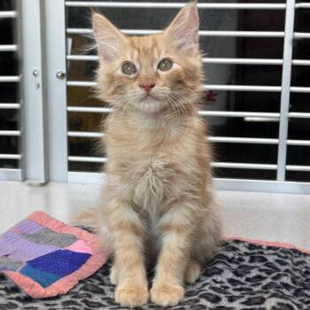 Spaghetti -  Domestic Medium Hair Cat for Adoption in Hailey, Idaho - Spaghetti | PetCurious