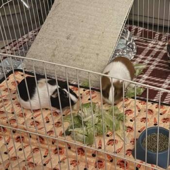 Rescue Domestic Short Hair Cats for Adoption in Monroe, Michigan - Scotch | PetCurious