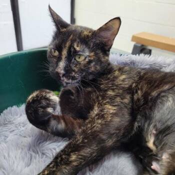 Domestic Short Hair Cats Available for Adoption in Largo, Florida - Shauna | PetCurious