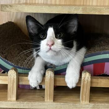 Dolly Purrton -  Domestic Short Hair Cat for Adoption in Yucca Valley, California - Dolly Purrton | PetCurious