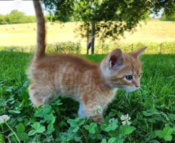 Croissant -  Domestic Short Hair Cat for Adoption in Wilkesboro, North Carolina - Croissant | PetCurious