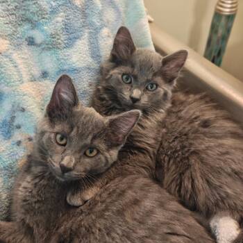Domestic Medium Hair Cats Available for Adoption in West Olive, Michigan - Tricky | PetCurious