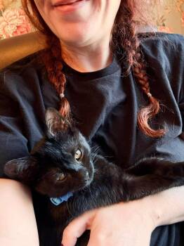 Domestic Short Hair Cats Available for Adoption in Chicago, Illinois - Raptor | PetCurious
