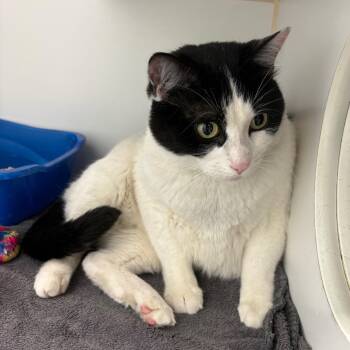 Domestic Short Hair Cats Available for Adoption in Clavet, Saskatchewan - Gucci | PetCurious